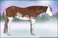 Horse Color:Chestnut Splash and Chestnut Splash