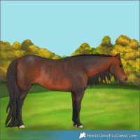 Horse Color:Bay Rabicano 