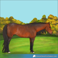 Horse Color:Bay Rabicano 