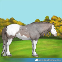 Horse Color:Brown Splash Snowcap 