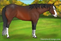 Horse Color:Bay Splash 