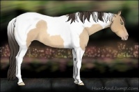 Horse Color:Amber Cream Champagne Roan Tobiano 