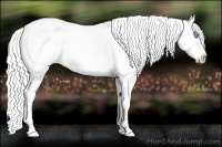 Horse Color:Cremello Varnish Rabicano 