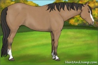 Horse Color:Buckskin Roan Sabino