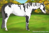 Horse Color:White Spotted Smoky Black Frame Varnish
