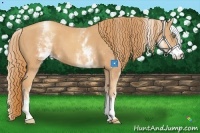 Horse Color:White Spotted Gold Champagne 
