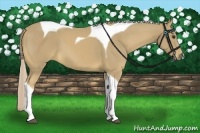 Horse Color:Palomino Tobiano 