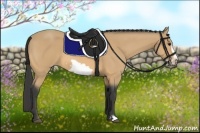 Horse Color:Buckskin Frame 