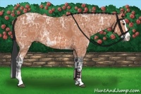 Horse Color:Bay Ice Splash Rabicano