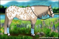 Horse Color:Buckskin Sabino Splash Appaloosa Rabicano