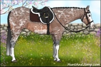 Horse Color:Bay Ice Splash Rabicano 