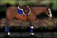 Horse Color:Bay Splash 