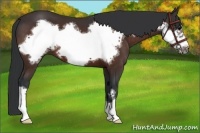 Horse Color:Bay Frame