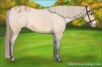 Horse Color:Buckskin Appaloosa