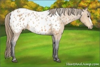 Horse Color:Buckskin Frame Appaloosa 