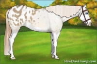 Horse Color:Buckskin Roan Dun Splash Appaloosa 