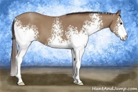 Horse Color:White Spotted Classic Champagne