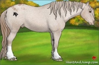 Horse Color:Black Pearl Appaloosa