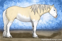 Horse Color:Gold Cream Champagne Dun Sabino Splash Rabicano 