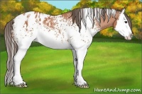 Horse Color:White Spotted Bay Splash Appaloosa Rabicano
