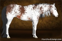 Horse Color:White Spotted Bay Sabino