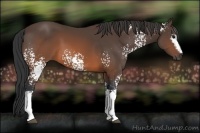 Horse Color:White Spotted Brown 