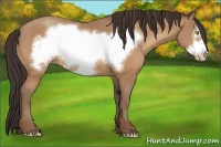 Horse Color:Amber Champagne Frame 