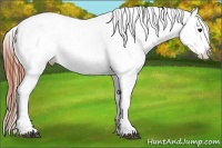 Horse Color:White Spotted Bay Appaloosa Rabicano 