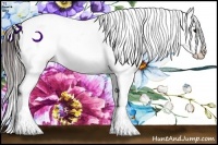 Horse Color:Brown Sabino Appaloosa Rabicano 