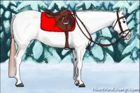 Horse Color:Bay Tobiano Appaloosa 