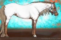 Horse Color:Chestnut Appaloosa