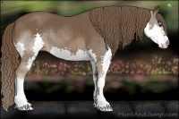 Horse Color:Liver Chestnut Splash 