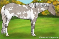 Horse Color:White Spotted Silver Grullo Roan 