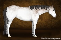 Horse Color:White Spotted Buckskin