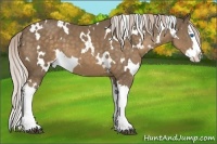 Horse Color:White Spotted Chocolate Palomino Splash