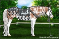 Horse Color:Silver Bay Ice Splash 