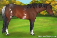 Horse Color:White Spotted Bay 
