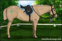 Horse Color:Palomino