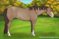 Horse Color:Classic Champagne Sabino Rabicano 