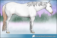 Horse Color:White Spotted Bay Appaloosa 