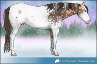 Horse Color:White Spotted Bay Snowcap 