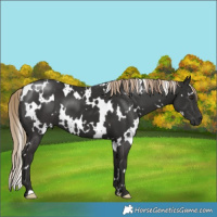 Horse Color:White Spotted Liver Chestnut