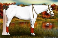Horse Color:Grullo Roan Near Leopard