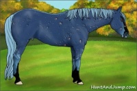 Horse Color:ERROR: UNKNOWN ANOMALY