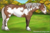 Horse Color:Silver Bay Sabino Frame 