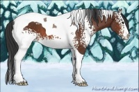 Horse Color:White Spotted Bay Tobiano