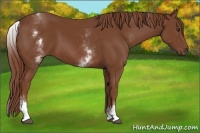Horse Color:White Spotted Chestnut 