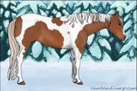Horse Color:Silver Bay Tobiano