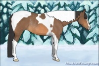 Horse Color:Buckskin Sabino Tobiano Rabicano 