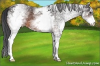 Horse Color:White Spotted Brown 